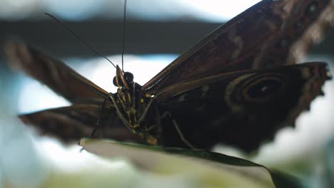 close-up of a butterfly