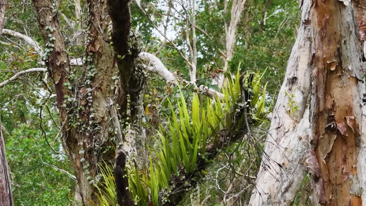 Vista dettagliata di epifite verdeggianti e felci che crescono su una corteccia texturizzata di un albero della foresta pluviale.