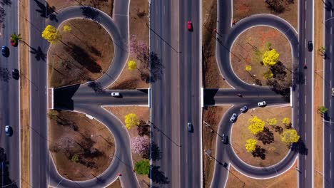 yellow ipe trees on the streets of brasilia - brazil