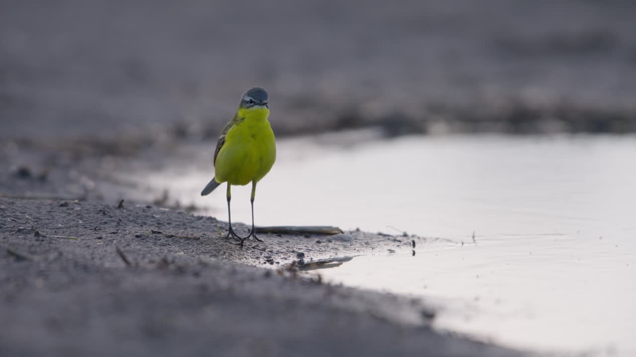 Shallow focus low angle shot of dainty Yellow Wagtail walking next to water