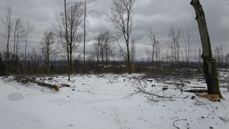 Pfanne-Von-Einem-Holzhaufen-Auf-Einem-Winterlichen-Thüringer-Waldgebiet-In-Verheerendem-Zustand-Mit-Vielen-Toten-Bäumen