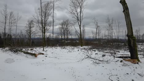 Pan-De-Un-Montón-De-Madera-En-Un-Bosque-Invernal-De-Turingia-En-Condiciones-Devastadoras-Con-Muchos-árboles-Muertos