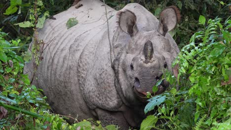 un rinoceronte de un cuerno de pie en las hierbas y arbustos de la selva en el parque nacional de chitwan en nepal