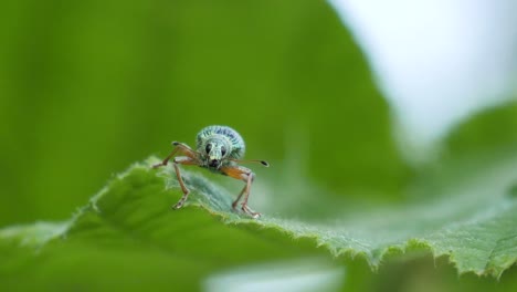 Tiro-Macro-De-Un-Hermoso-Escarabajo-Punteado-Verde-Sentado-En-Una-Hoja-Verde-En-Cámara-Lenta