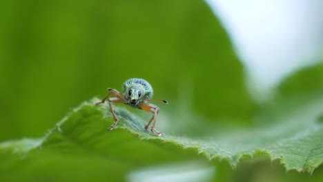 Macro shot of a beautiful green dotted beetle sitting on a green leaf in slow motion