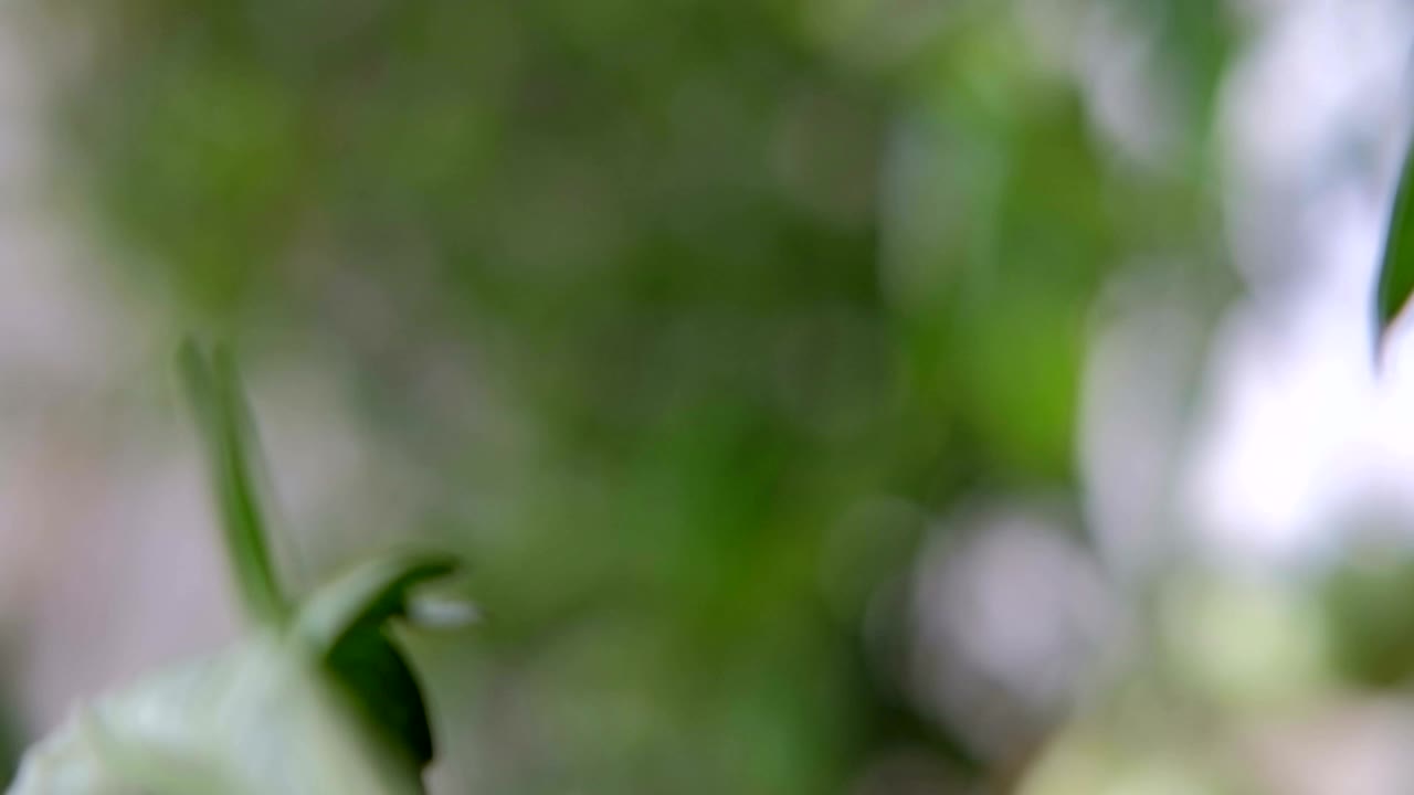 tomate verde creciendo en la rama en el jardín apoyado por redes de cuerda