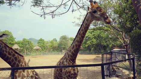 a tall giraffe walking along an enclosure fence and treated to a tasty carrot from a visitor of the zoo