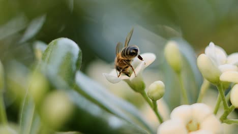 Zeitlupenaufnahme-Einer-Biene-Auf-Einer-Gelben-Blume,-Geringe-Schärfentiefe