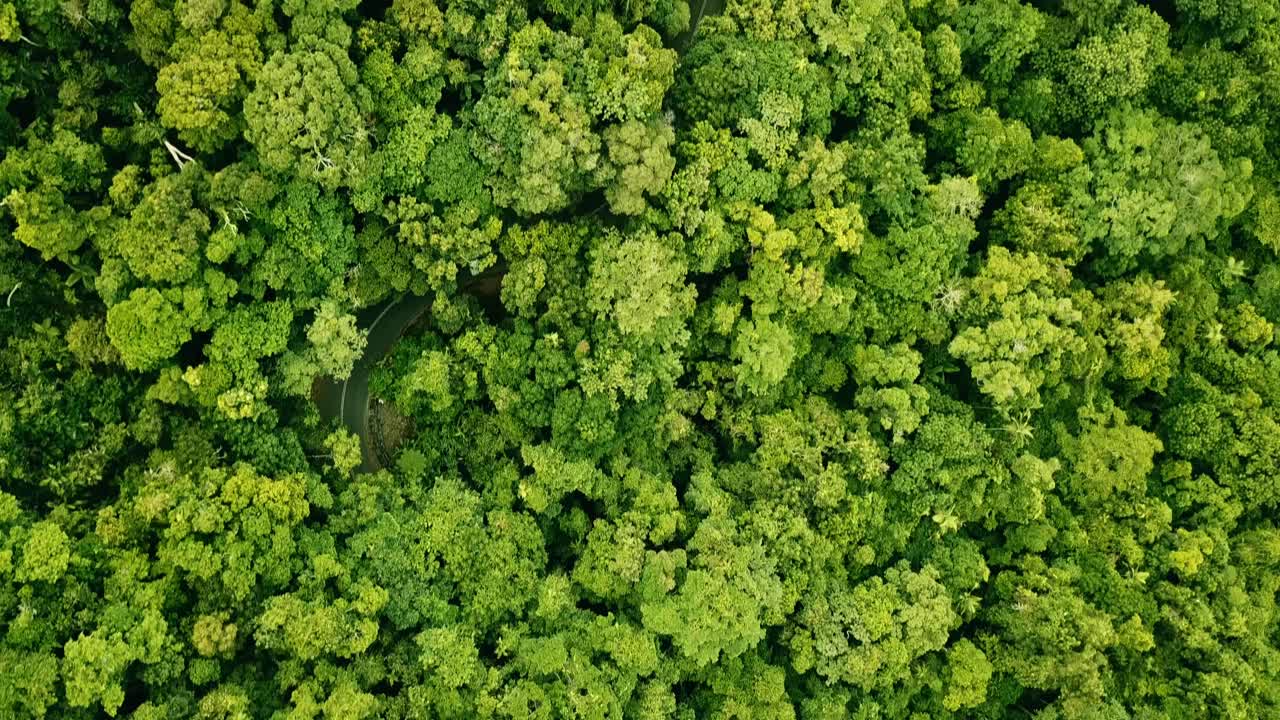 Aerial view of a road winding through the rainforest