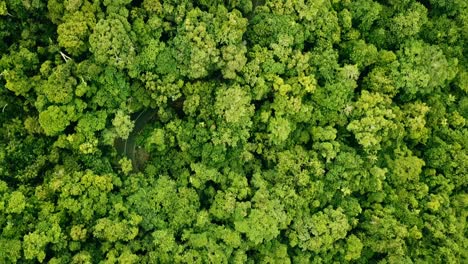 Aerial-view-of-a-road-winding-through-the-rainforest