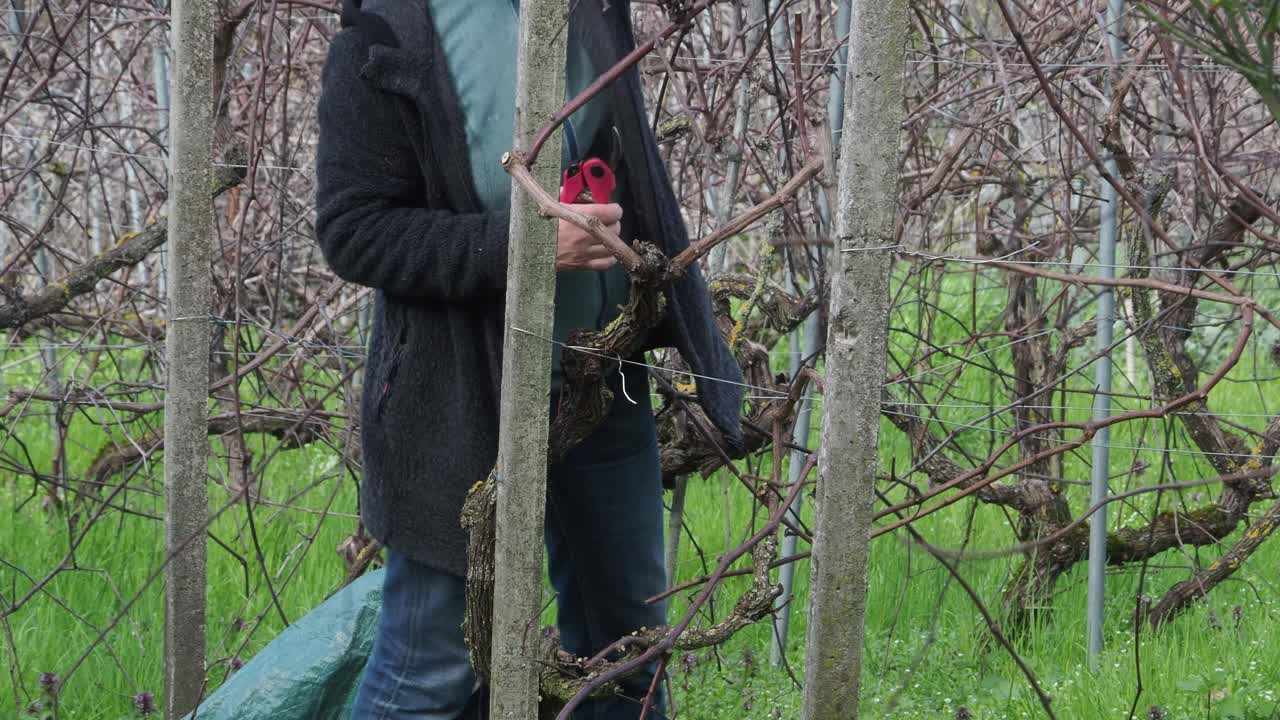 Footage capturing female agriculturist engaged in seasonal maintenance of dormant grapevines uphill with woody canes meticulously handled within structured rows of organic vineyard, real time, static