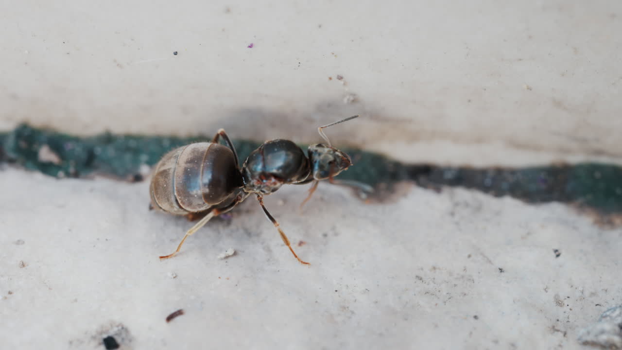 Close up of an ant walking along stone pavement outdoors
