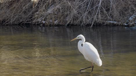 Großer-Weißer-Reiher-Oder-Reiher,-Der-Im-Winter-Auf-Seichten-Flussläufen-Jagt