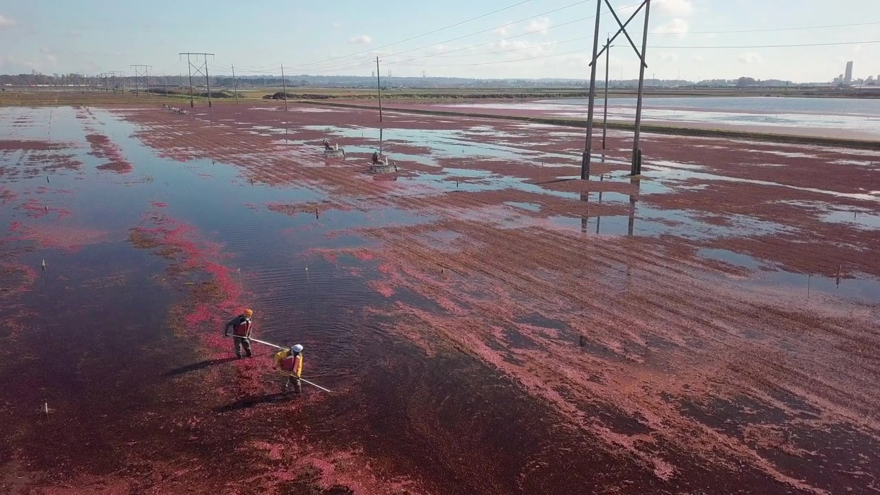 Ampia inquadratura rotante di lavoratori in un campo di mirtilli rossi che staccano le bacche dalle viti. Macchine raccoglitrici si muovono lungo la torbiera sullo sfondo.