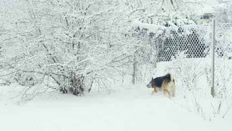 Perro-Feliz-Jugando-En-La-Nieve-En-El-Patio-Trasero,-Horario-De-Invierno