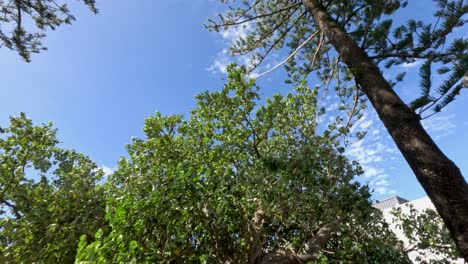 pine trees swaying gently in coastal wind