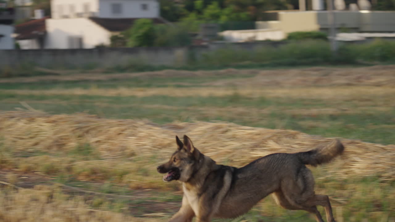 Slow Motion Lupo Italiano Jumping Majestically and Missing Ball Catch