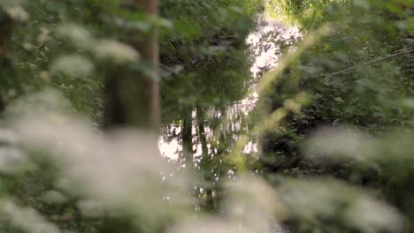 Quiet-Water-Stream-Flowing-Through-The-Green-Dense-Forest-on-a-Summer-Day