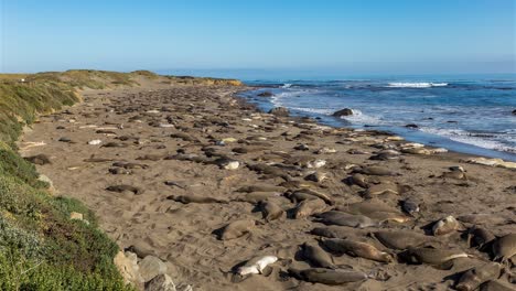 Gran-Grupo-De-Elefantes-Marinos-Descansando-En-Tierra-En-Un-Día-De-Verano-En-Big-Sur,-California,-EE.UU.