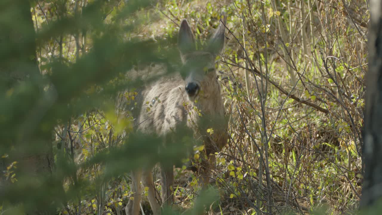 un ciervo mula hembra comiendo hojas de arbusto en jasper, canadá