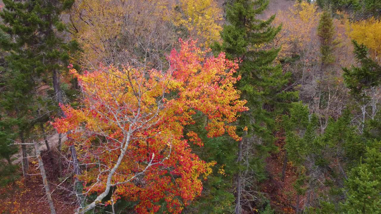 Approaching Autumnal Colored Trees In The Forest Near Mont-Tremblant, Canada. Aerial Shot