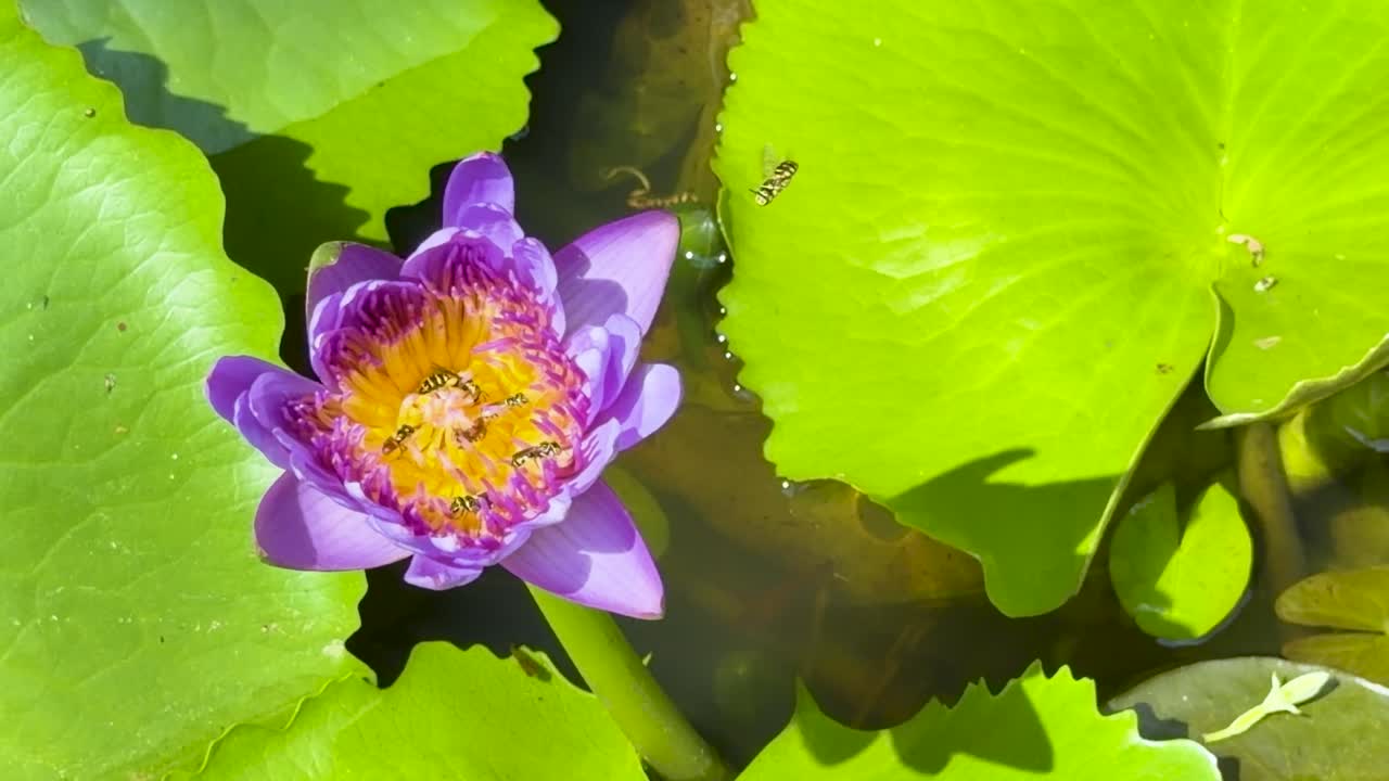 Primo piano dall'alto di api che raccolgono polline da un vibrante fiore di ninfea viola