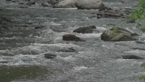 the wissahickon creek, flowing over rocks and stones