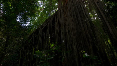 curtain fig tree in queensland, australia