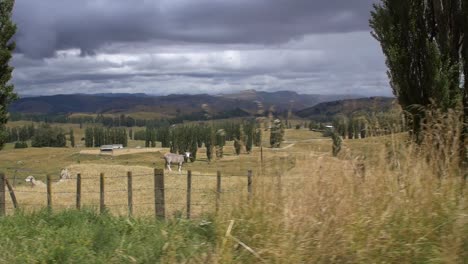 Pasando-un-campo-de-ovejas