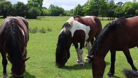 los caballos de pastoreo libre vagan por croacia