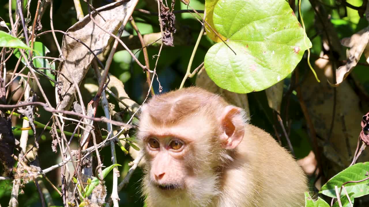 Juvenile macaque forages and eats foliage in bright daylight, surrounded by dense jungle vegetation