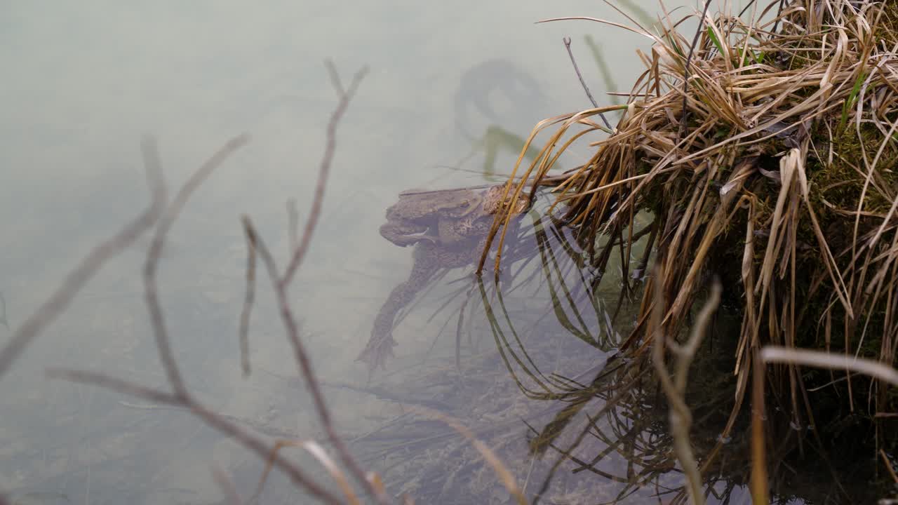 Static shot of a young frog resting on its mother's back at the edge of a river