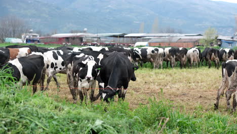 happy cows grazing: life on the open pasture