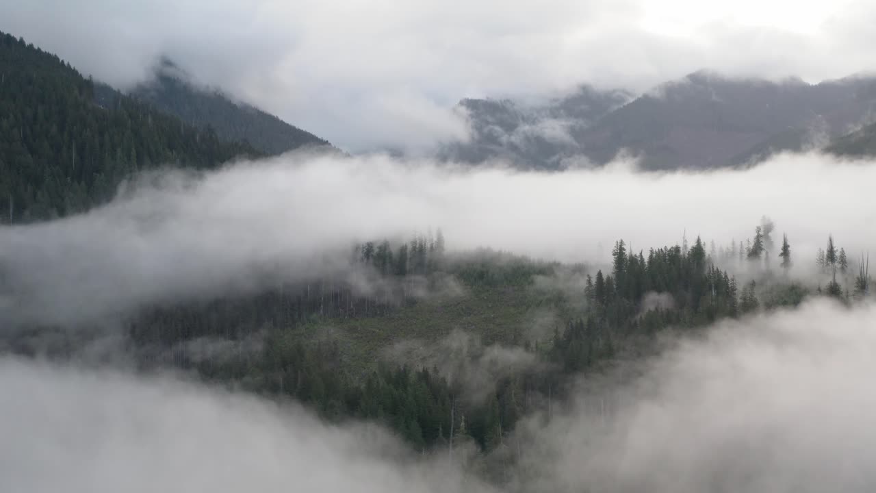 브리티시 컬럼비아 주 밴쿠버 섬의 저지대 안개에 있는 두 번째 성장과 오래된 성장 숲의 혼합