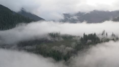 A-mixture-of-second-growth-and-old-growth-forest-in-low-lying-fog-on-Vancouver-Island,-British-Columbia