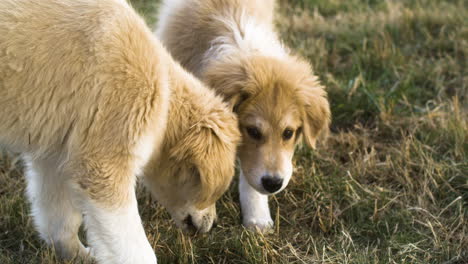 Closeup-high-angle-shot-of-two-Anatolian-Shepherd-mixed-Great-Pyrenees-outside