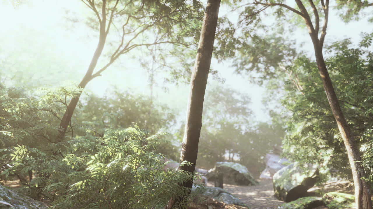 ⁇ 빛과 볼 ⁇  빛과 함께 저녁 숲