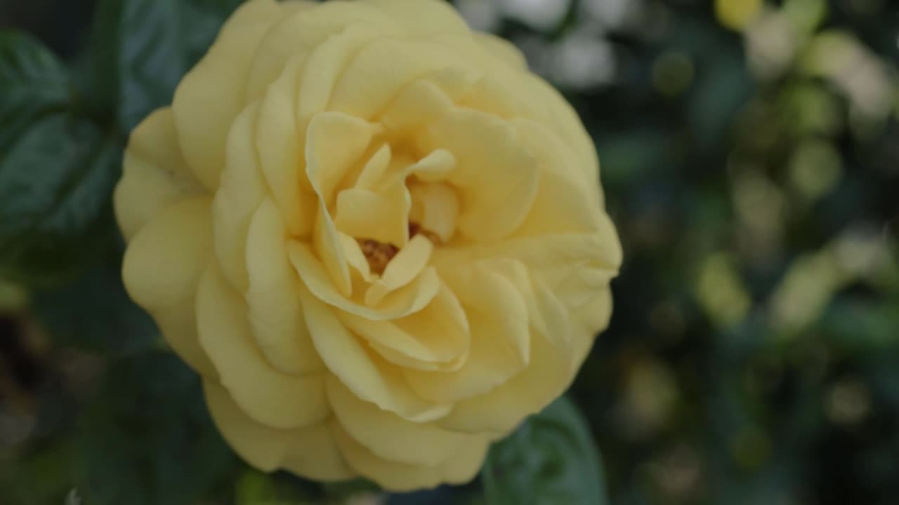Yellow rose in full bloom on rose bush close up
