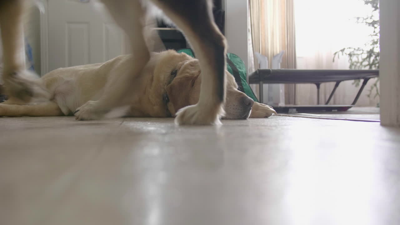 잠자는 개 다른 개는 누워