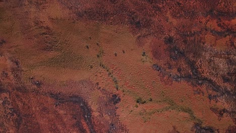 aerial drone elevating over vast australian desert after bushfire