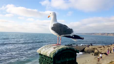 una gaviota disfruta del sol con vistas al océano