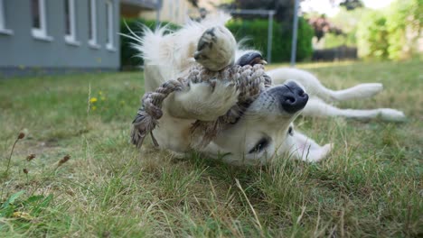 close up of white dog laying in the grass and chewing on a toy