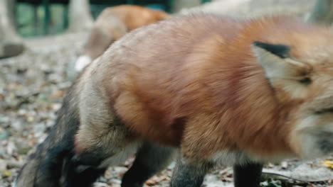 macro of a red fox roaming around at zao fox village in shiroishi, miyagi, japan