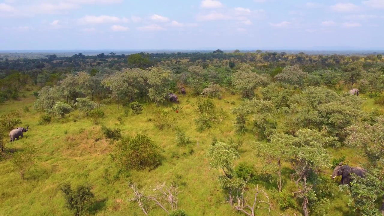 Herd of elephants walking calmly among the trees, Mjejane Game Reserve in South Africa