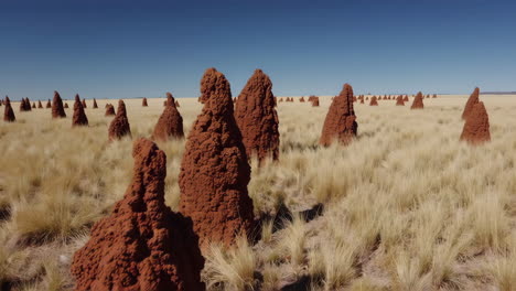 termite mounds in a savanna landscape