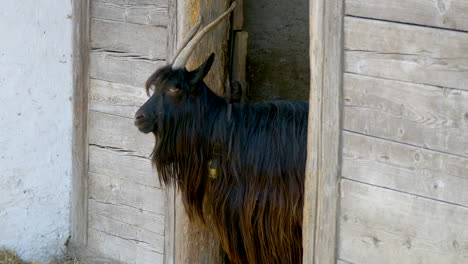 Toma-De-Retrato-De-La-Especie-De-Cabra-Nerta-Verzasca-Con-Piel-Marrón-Larga-Descansando-En-La-Entrada-Del-Granero---Cabra-Europea-En-Suiza---Tiro-De-Cerca