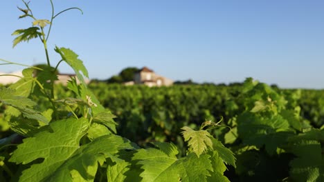 grapevines sway gently in the sunset breeze