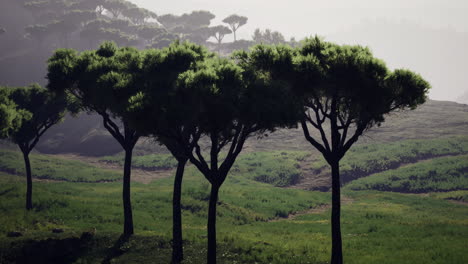 paisaje sereno con árboles altos contra un telón de fondo brumoso al amanecer