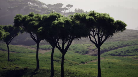 serene landscape with tall trees against a misty backdrop at dawn