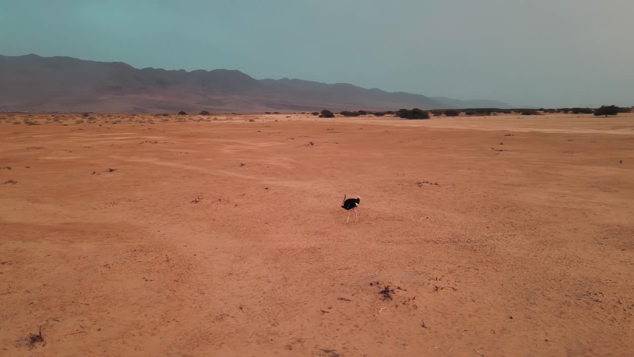 이스라엘 하이바 국립공원에 있는 검은 타조 한 마리 주위를 회전하는 공중 촬영